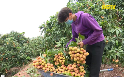 Tân Yên tiêu thụ gần hết vải sớm