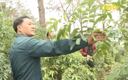 Tăng cường công tác quản lý, bảo vệ rừng phòng hộ 