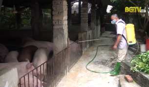 CTT: Tăng cường triển khai đồng bộ các giải pháp phòng chống dịch tả lợn châu Phi