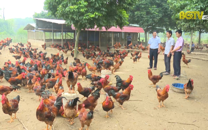 Tăng cường phòng cúm gia cầm lây nhiễm sang người 