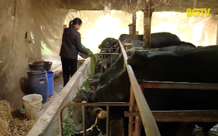 Tăng cường phòng, chống đói rét cho đàn gia súc