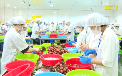 Tăng tốc thu hoạch, chế biến, tiêu thụ vải thiều