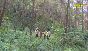 Tạp chí NNNT: Hiệu quả mô hình trồng rừng gỗ lớn