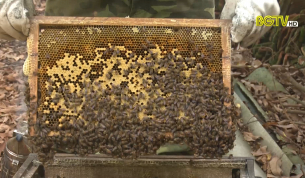 Tạp chí NNNT: Hiệu quả nuôi ong lấy mật theo Viêtgap