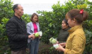 Tạp chí NNNT: Tân Yên xây dựng vùng trồng ổi