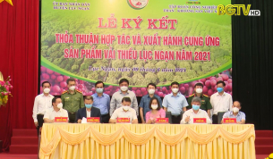 Tập đoàn TKV cam kết tiêu thụ ít nhất 180 tấn vải thiều Lục Ngạn 