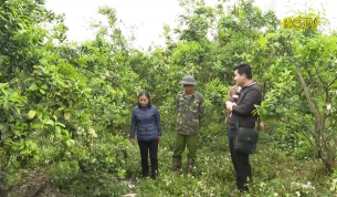 Tập trung chăm sóc cây có múi sau thu hoạch