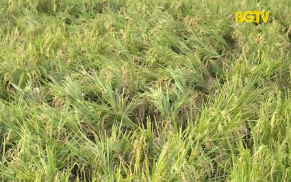 Tập trung khắc phục diện tích lúa ngập sau khi nước rút 