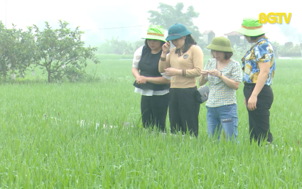 Tập trung phòng trừ bệnh đạo ôn hại lúa chiêm xuân