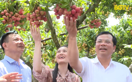 Thăm vùng trồng, điểm cân Vải thiều