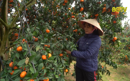 Thành công nhờ áp dụng thâm canh cao