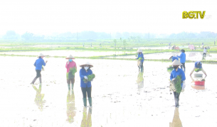 Thanh niên cấy lúa giúp người dân trong thời tiết nắng nóng