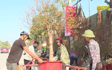 Thị trường hoa, cây cảnh sôi động ngày giáp Tết