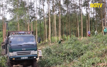 Thu hút doanh nghiệp liên kết chế biến xuất khẩu gỗ rừng trồng
