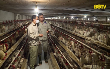 Thực hiện hiệu quả chính sách hỗ trợ liên kết chuỗi 