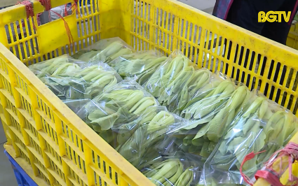 Tích tụ đất đai tạo bứt phá sản xuất nông nghiệp 