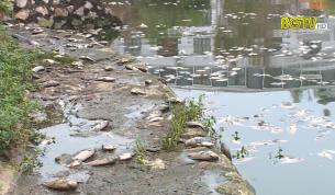 TP Bắc Giang: Cá chết nhiều tại hồ điều hòa Tư Thục