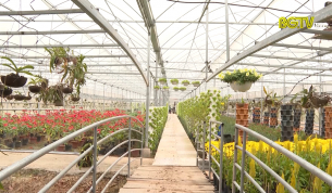 TP Bắc Giang nâng cao chất lượng vùng trồng hoa