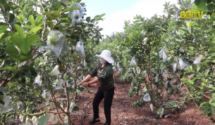Trồng ổi Thái mang lại thu nhập cao cho nông dân
