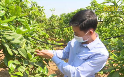Tỷ lệ cây có múi đậu quả đạt 80 đến 90%