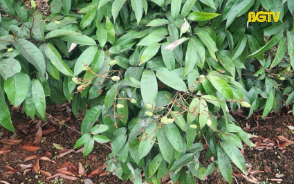 Vải thiều rụng bất thường 