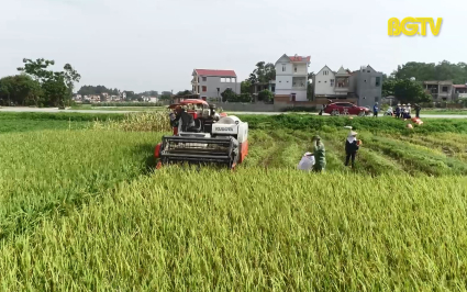 Việt Yên nâng cao hiệu quả, giá trị sản xuất nông nghiệp