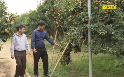Vùng cây ăn quả - Động lực phát triển đô thị Chũ