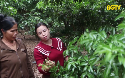 Xây dựng kế hoạch sản xuất vải thiều gắn với xuất khẩu 
