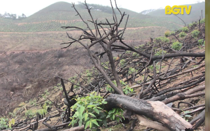 Xem xét kiểm điểm trách nhiệm đối với tập thể, cá nhân để xảy ra tình trạng phá rừng