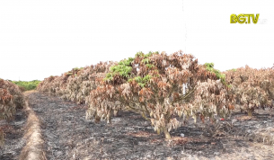Xót xa hơn 360 cây vải ở Thanh Hải bị cháy