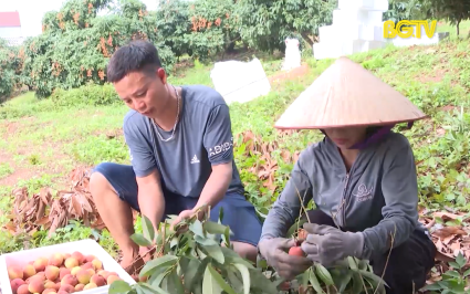 Xuất khẩu gần 30% sản lượng vải sớm đã thu hoạch 