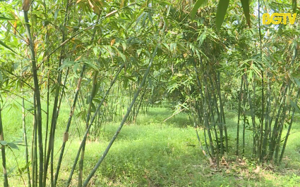 Xúc tiến Công thương: Phát triển sản phẩm măng Lục trúc