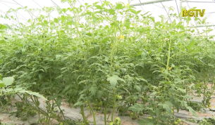 Yên Dũng phát  triển các mô hình liên kết chuỗi trong nông nghiệp