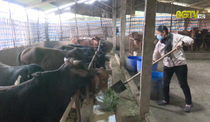 Yên Thế chủ động phòng, chống đói rét cho đàn vật nuôi