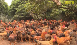 Yên Thế đảm bảo cung ứng đủ Gà cho thị trường Tết Canh Tý