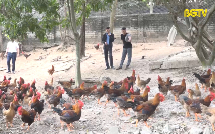 Yên Thế: Đảm bảo cung ứng gà cho thị trường dịp Tết