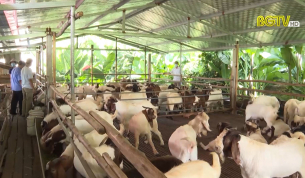 Yên Thế phát triển nông nghiệp hàng hóa tập trung